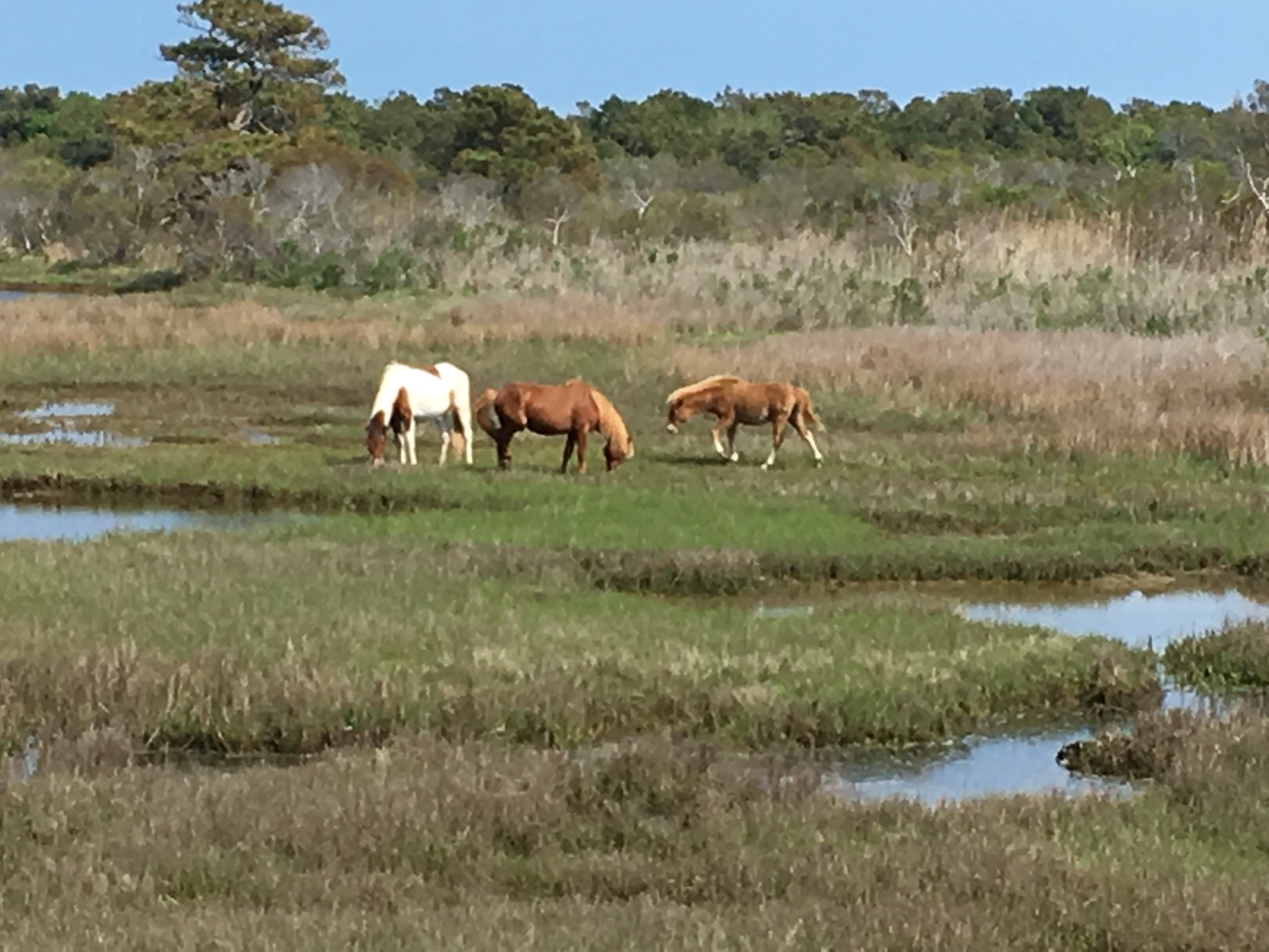 These are some wild horses from Assateague Island ...