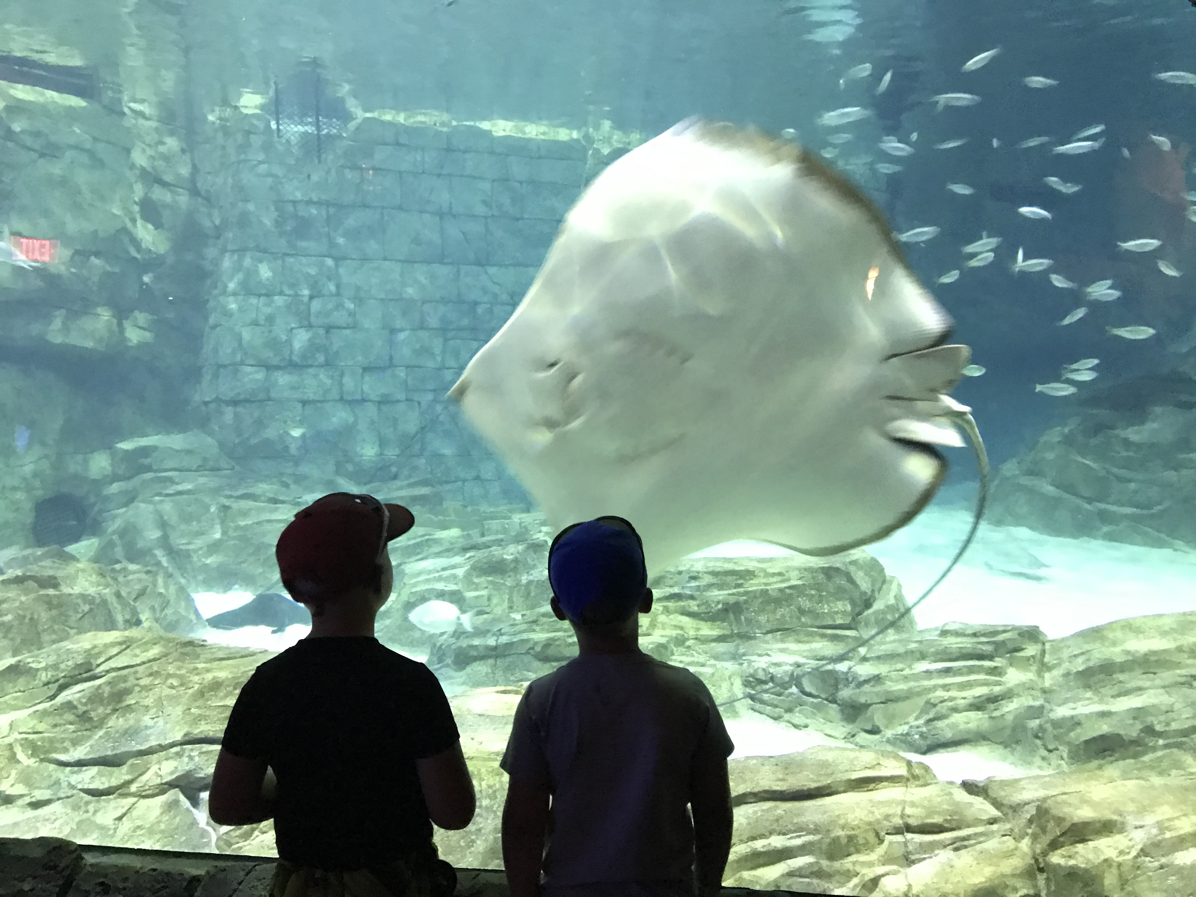 In awe at the aquarium...
