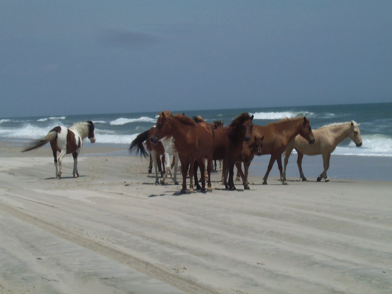 These are some ponies on Assateague Island we saw ...