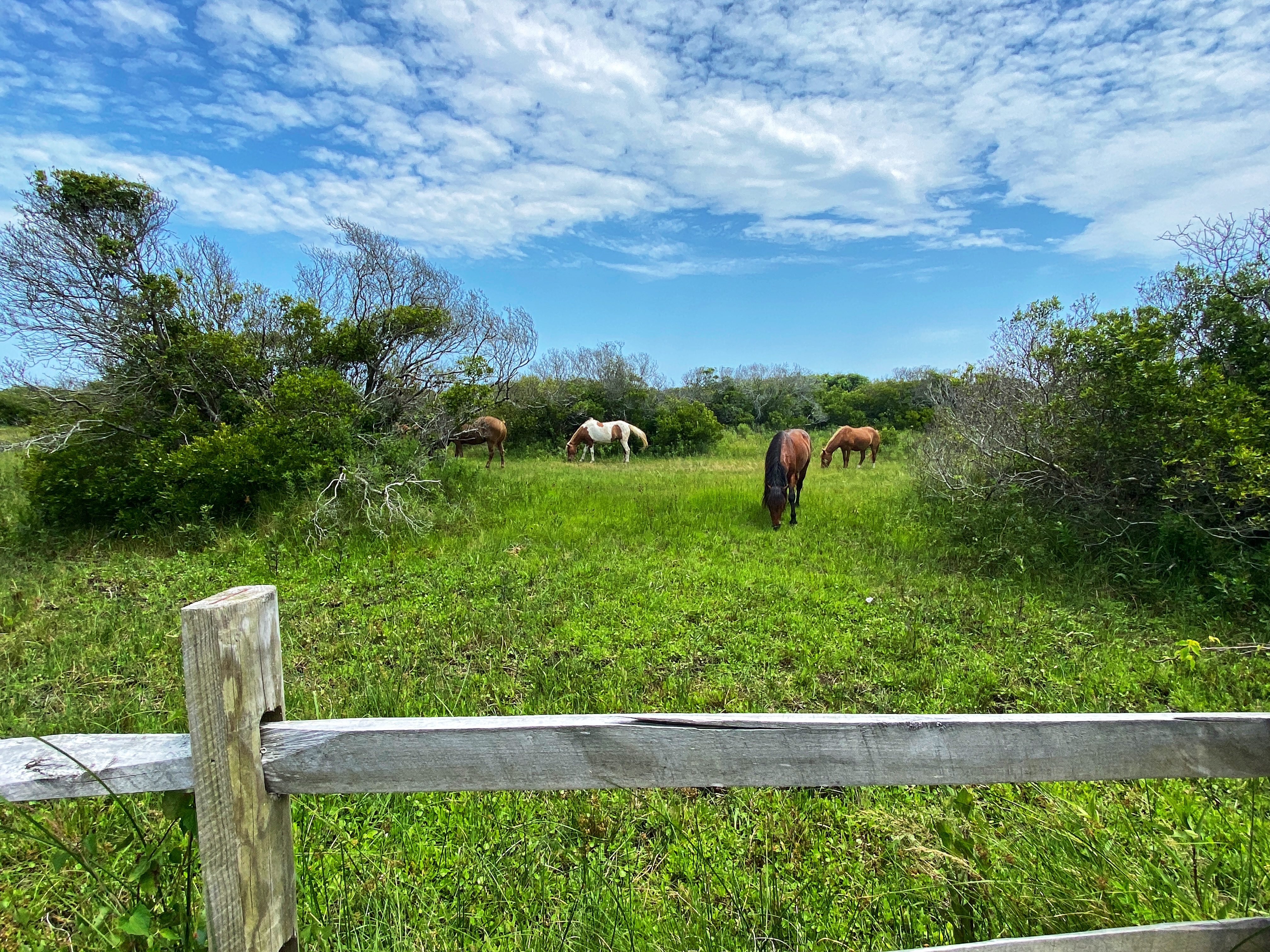 Assateague Island, MD...