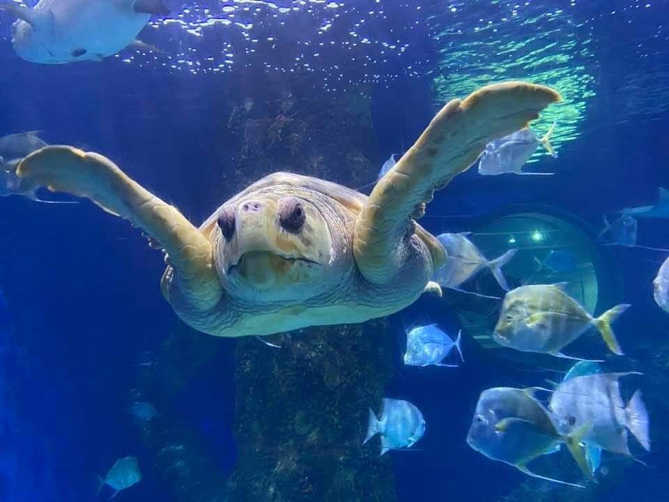 So much fun at the Virginia aquarium. This turtle ...