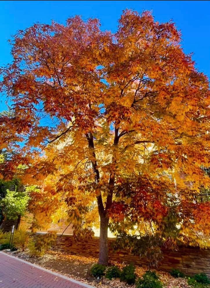 Fall at the CU Boulder Campus a Glow!...