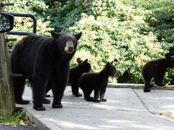 We got a great shot of this mama bear with 3 babie...