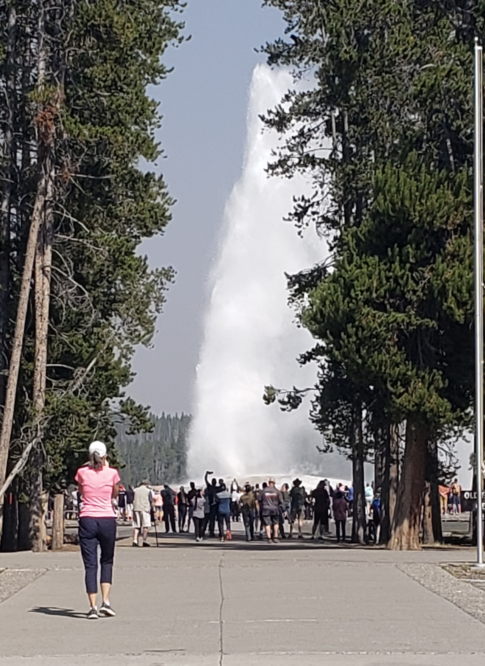 Old Faithful erupting as we were approaching. View...