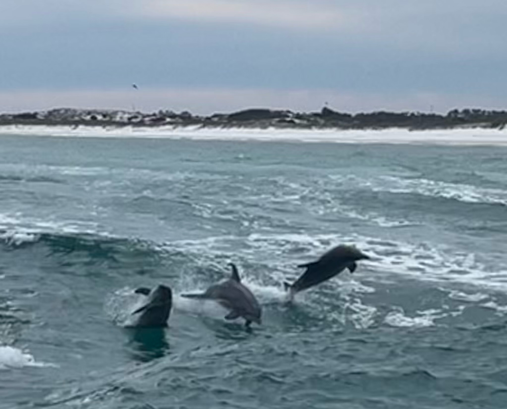 Dolphin tour on Sea Screamer...