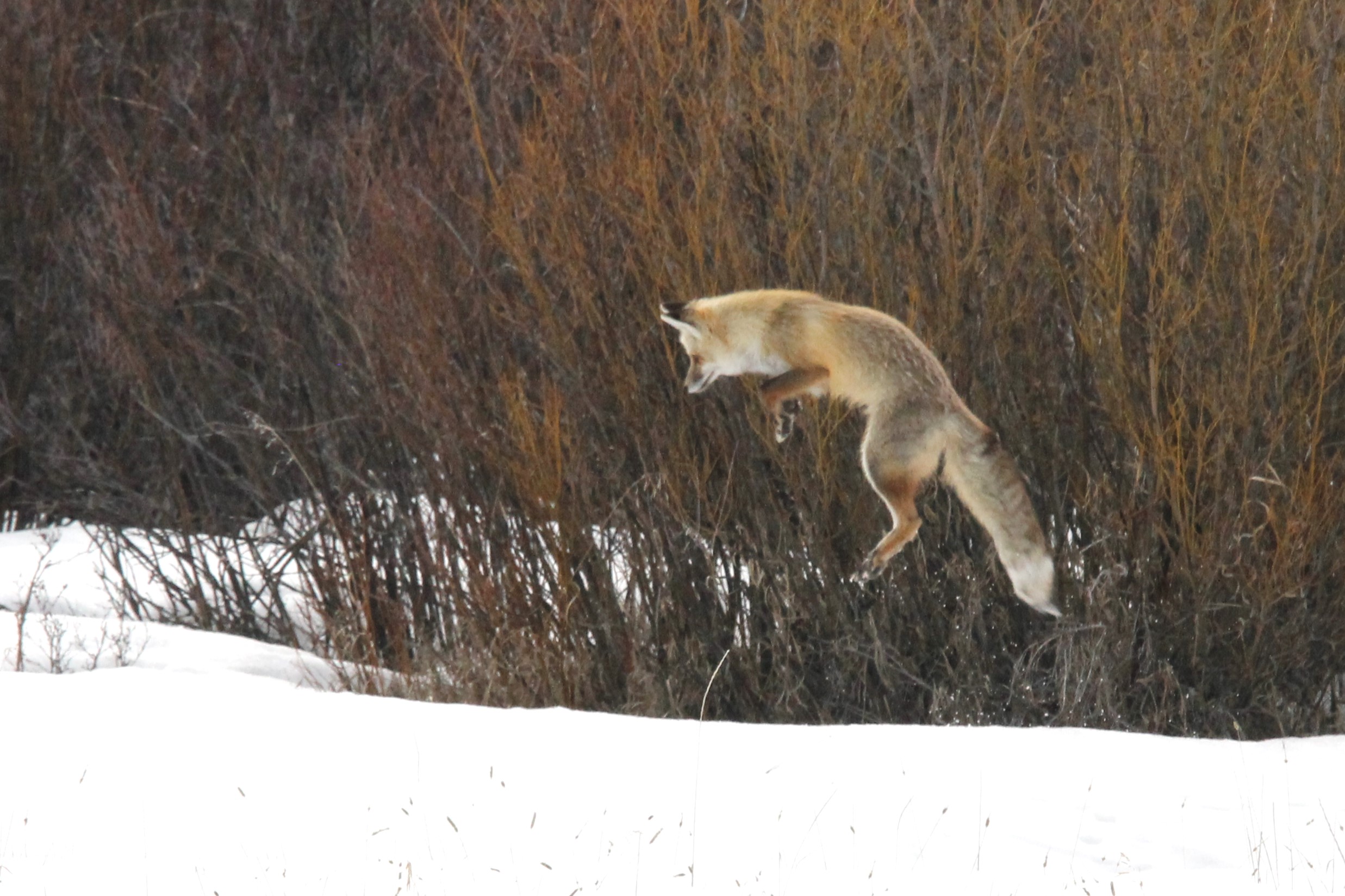 Red Fox jumping for a small critter (next meal?) i...