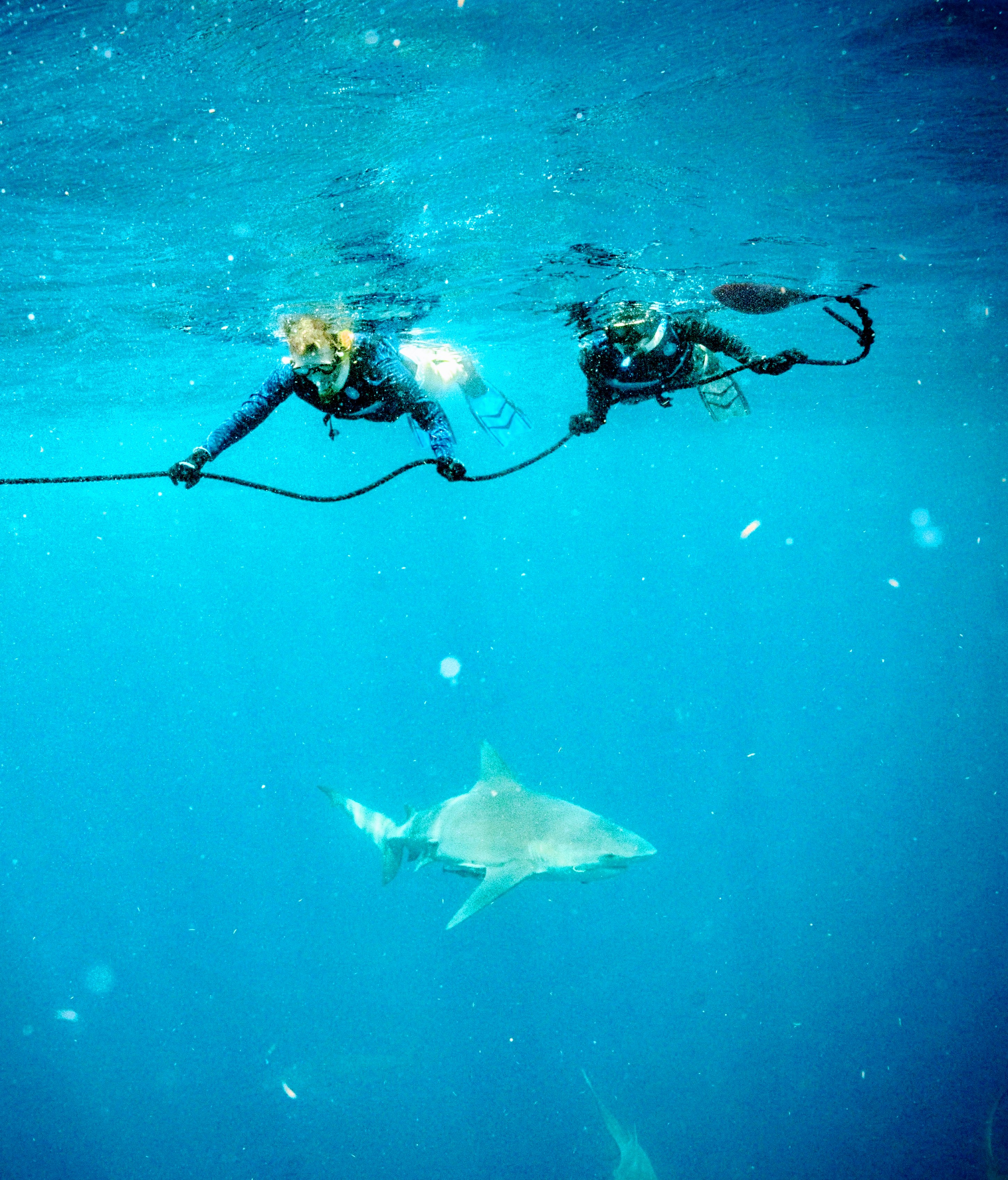 Free diving with sharks in fl. May 2023...